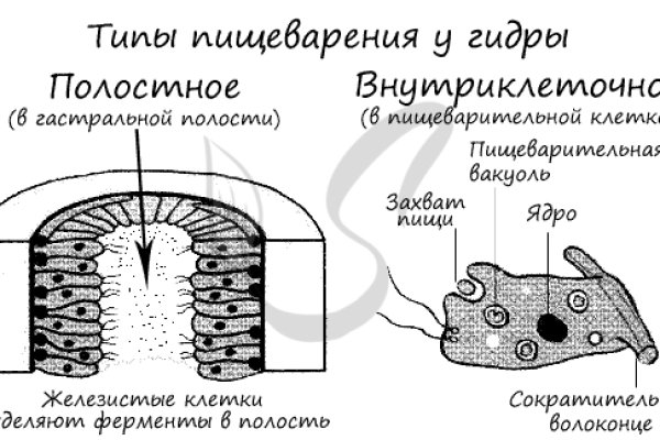 Kra31.cc